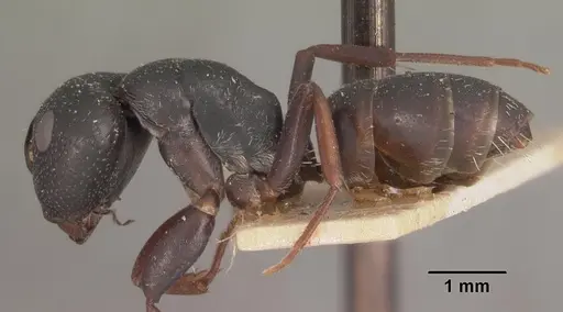 Camponotus grandidieri - CASENT0102451