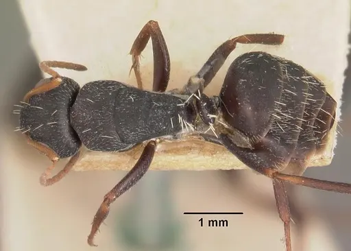 Camponotus grandidieri - CASENT0102452