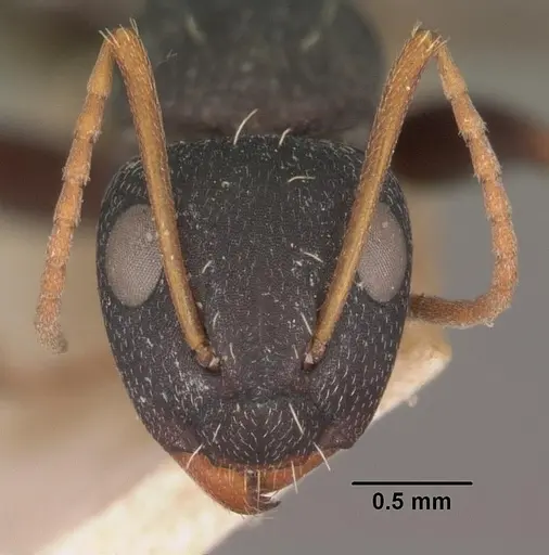Camponotus grandidieri - CASENT0102452