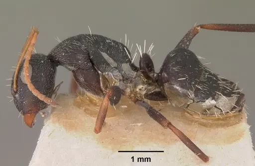 Camponotus grandidieri - CASENT0102452