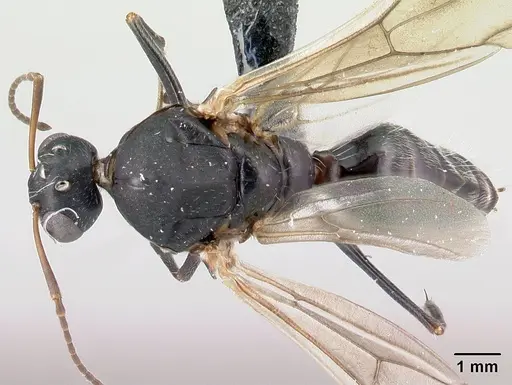 Camponotus grandidieri - CASENT0122282