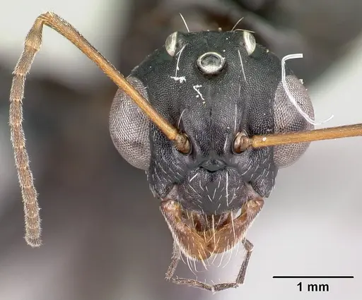 Camponotus grandidieri - CASENT0122282