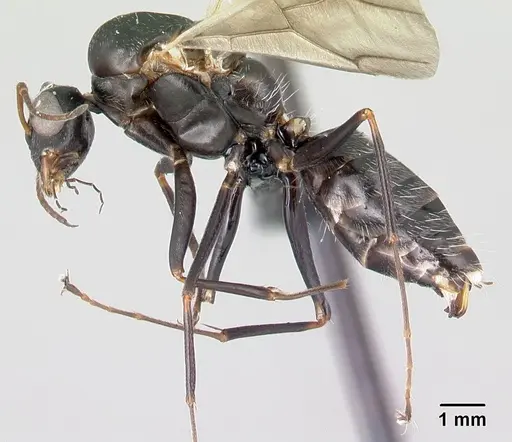 Camponotus grandidieri - CASENT0122282