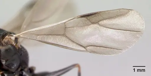 Camponotus grandidieri - CASENT0122282