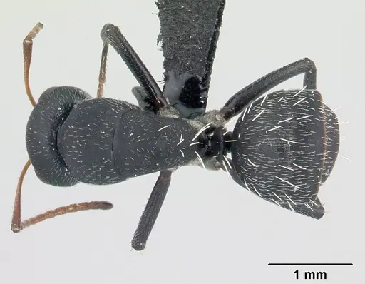 Camponotus grandidieri - CASENT0125656