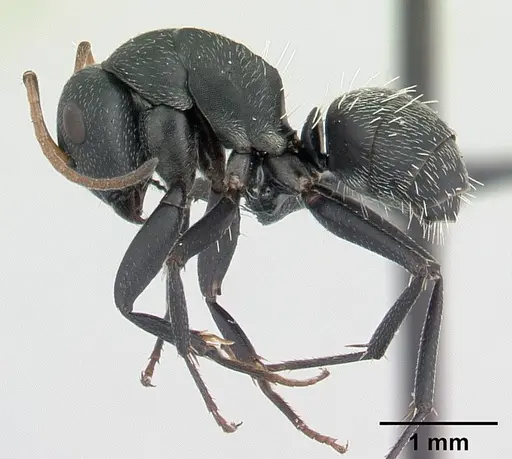 Camponotus grandidieri - CASENT0125656