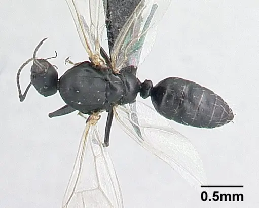 Camponotus grandidieri - CASENT0132248