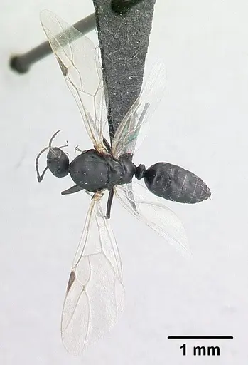 Camponotus grandidieri - CASENT0132248