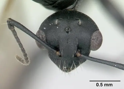 Camponotus grandidieri - CASENT0132248