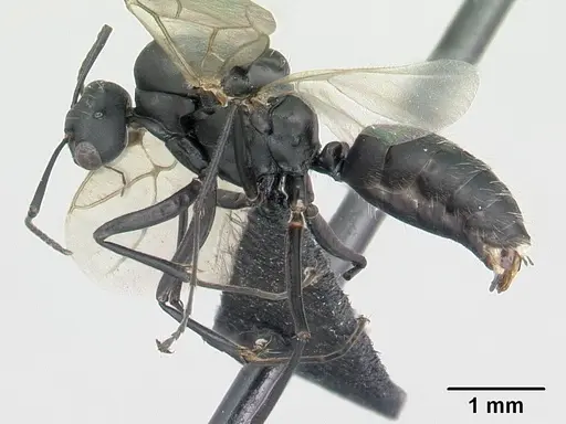 Camponotus grandidieri - CASENT0132248