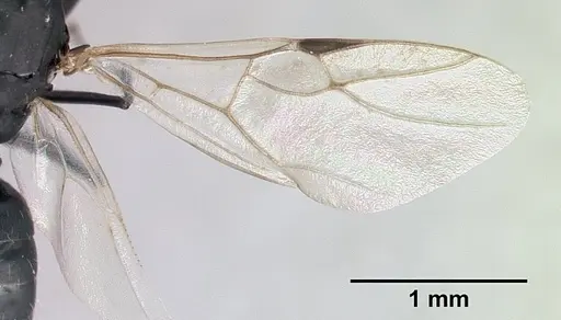 Camponotus grandidieri - CASENT0132248