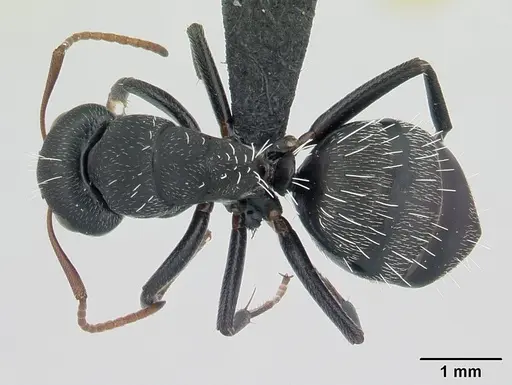 Camponotus grandidieri - CASENT0132774