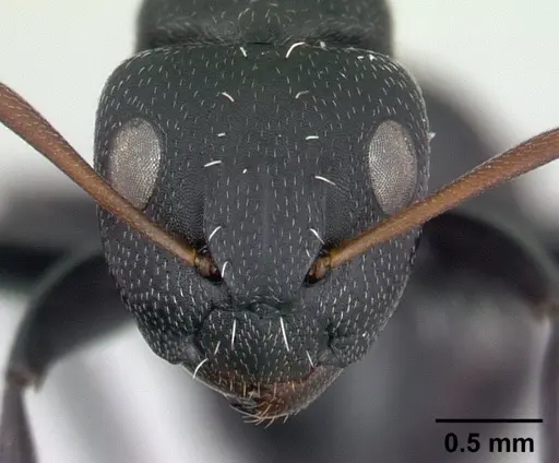 Camponotus grandidieri - CASENT0132774