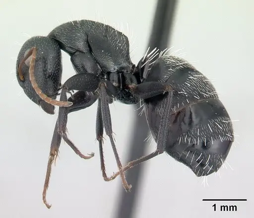 Camponotus grandidieri - CASENT0132774