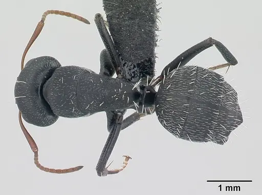 Camponotus grandidieri - CASENT0134832