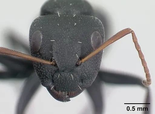 Camponotus grandidieri - CASENT0134832