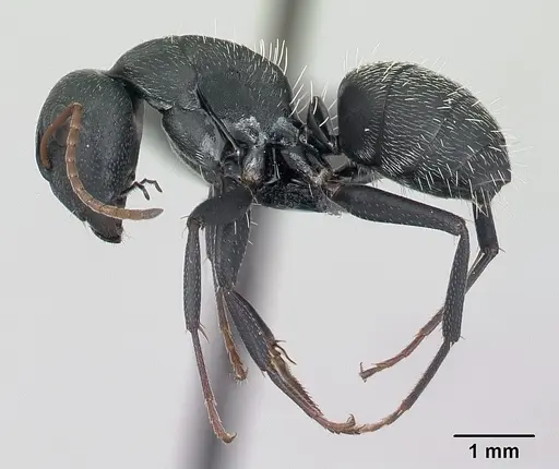 Camponotus grandidieri - CASENT0134832