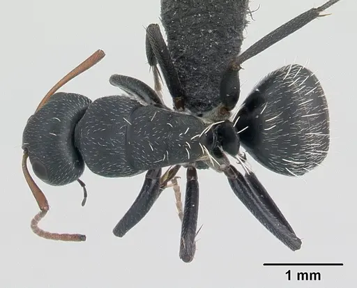 Camponotus grandidieri - CASENT0134842