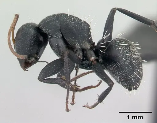 Camponotus grandidieri - CASENT0134842