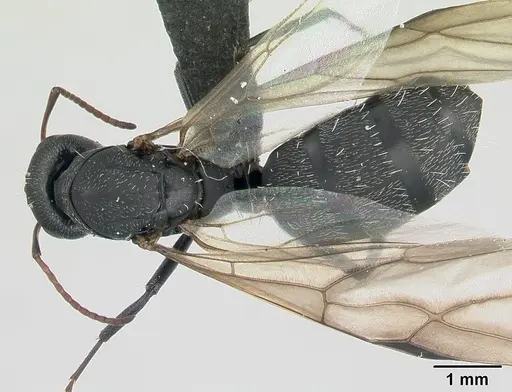 Camponotus grandidieri - CASENT0137355