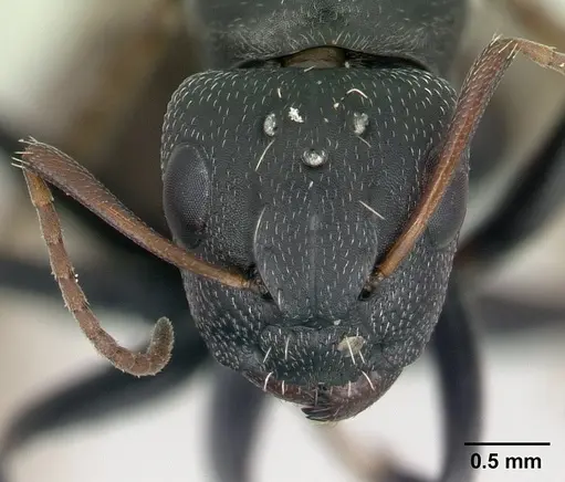 Camponotus grandidieri - CASENT0137355