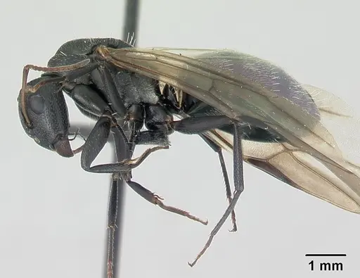 Camponotus grandidieri - CASENT0137355