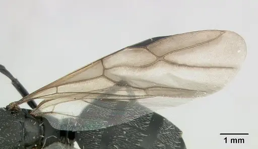 Camponotus grandidieri - CASENT0137355