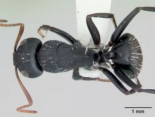 Camponotus grandidieri - CASENT0172793