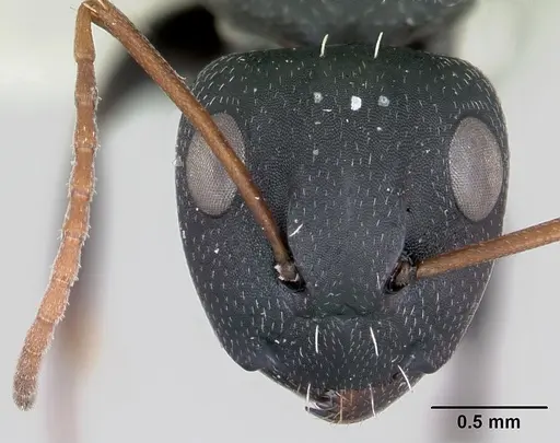 Camponotus grandidieri - CASENT0172793