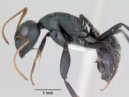 Camponotus grandidieri - CASENT0172793