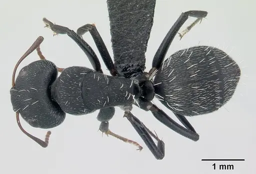 Camponotus grandidieri - CASENT0178199