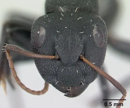 Camponotus grandidieri - CASENT0178199