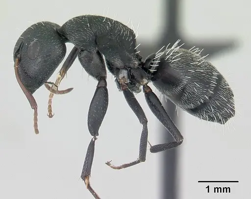 Camponotus grandidieri - CASENT0178199