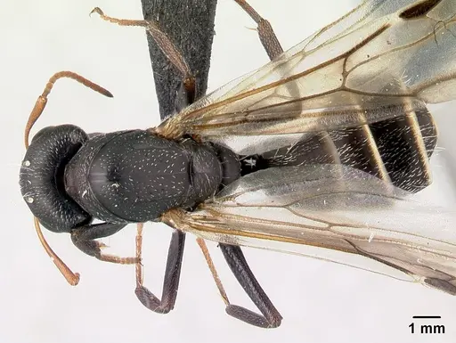 Camponotus grandidieri - CASENT0179457