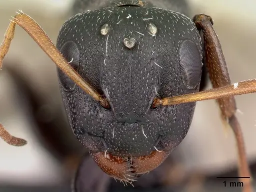 Camponotus grandidieri - CASENT0179457