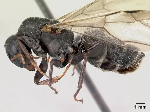 Camponotus grandidieri - CASENT0179457