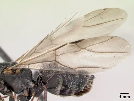 Camponotus grandidieri - CASENT0179457