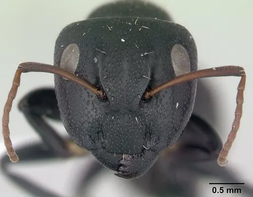 Camponotus grandidieri - CASENT0188200