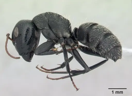 Camponotus grandidieri - CASENT0188200
