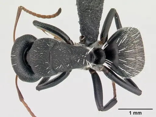 Camponotus grandidieri - CASENT0188529