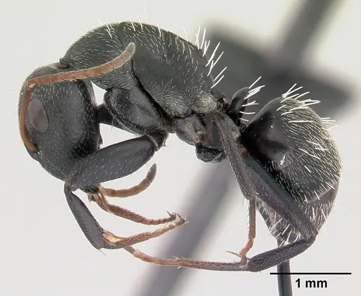 Camponotus grandidieri - CASENT0188529