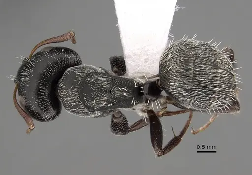 Camponotus grandidieri - CASENT0280292