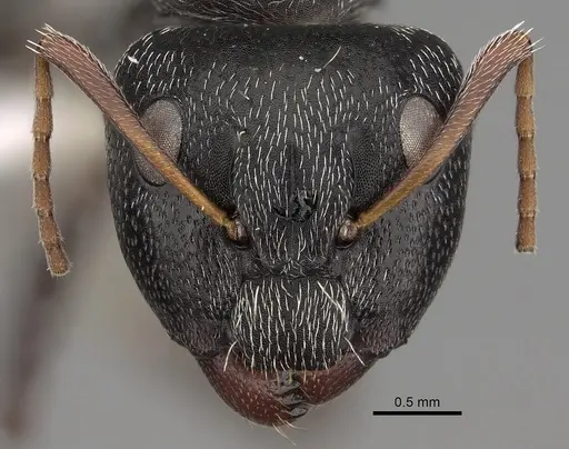 Camponotus grandidieri - CASENT0280292