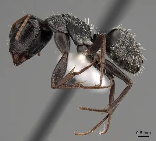Camponotus grandidieri - CASENT0280292