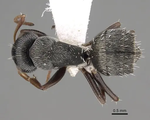 Camponotus grandidieri - CASENT0280293