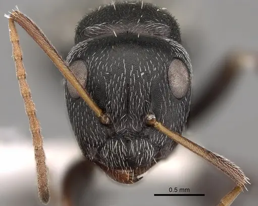Camponotus grandidieri - CASENT0280293
