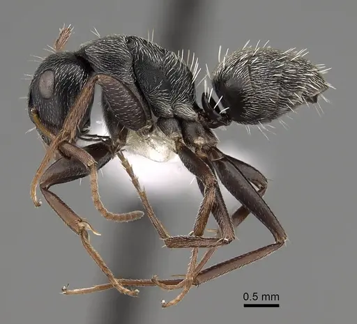 Camponotus grandidieri - CASENT0280293