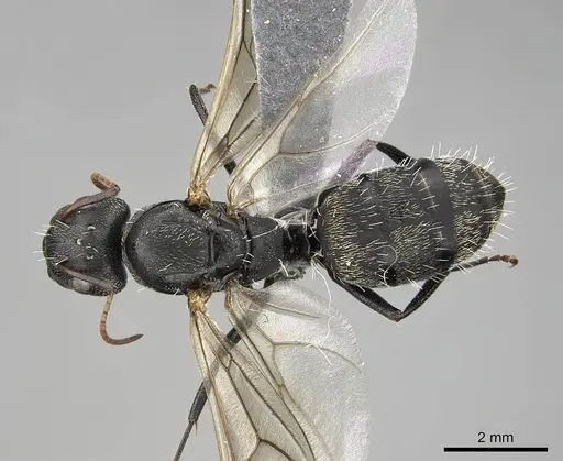 Camponotus grandidieri - CASENT0776769