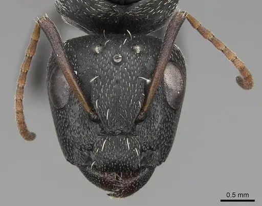 Camponotus grandidieri - CASENT0776769