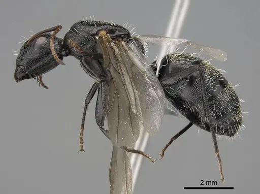 Camponotus grandidieri - CASENT0776769